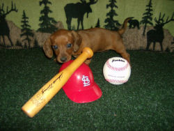 BaseballDoxie